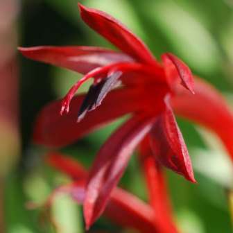5 Watsonia longifolia Seeds - Indigenous South African Endemic Perennial Bulb Seeds from Africa