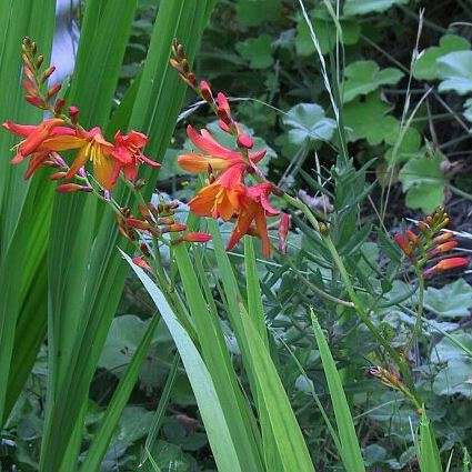 Watsonia meriana Seeds - Indigenous South African Endemic Perennial Bulb Seeds from Africa