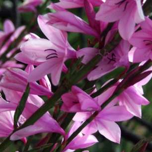 5 Watsonia strubeniae Seeds - Indigenous South African Endemic Perennial Bulb Seeds from Africa