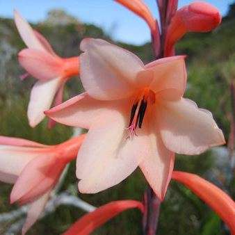 10 Watsonia tabularis Seeds - Indigenous South African Endemic Perennial Bulb Seeds from Africa