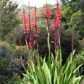 Watsonia vanderspuyiae Seeds - Indigenous South African Endemic Perennial Bulb Seeds from Africa