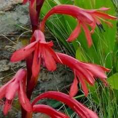 Watsonia latifolia Seeds - Indigenous South African Perennial Bulb Seeds from Africa