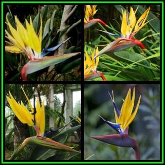 Strelitzia reginae Mandela's Gold Seeds - Rare Indigenous Flowering Shrub - NEW