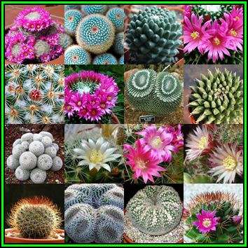 Mammillaria Mixed Species - 10 Seed Pack + FREE Seeds in ALL Parcels - Exotic Succulent Cactus - NEW
