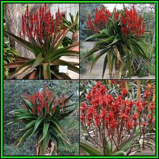 Aloe vaombe - Malagasy Tree Aloe - 10 Seed Pack - Exotic Succulent - Worldwide Shipping, NEW