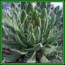 Agave polianthiflora - 4 Seed Pack - Exotic Succulent - Flat Ship Rate - NEW