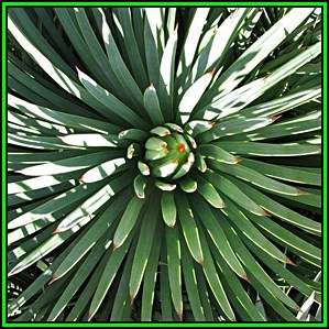 Agave striata Seeds - Exotic Succulent - Flat Ship Rate - NEW