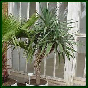 Yucca aloifolia - 20 Seed Pack - Exotic Succulent Tree with Edible Flowers - Flat Ship Rate - NEW
