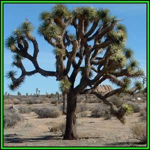Joshua Tree - Yucca brevifolia - 5 Seed Pack - Exotic Succulent Edible Fruit - Flat Ship Rate - NEW