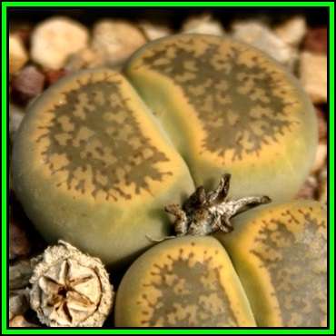 Lithops aucampiae aucamp. aucamp Storms Snowcap - 20 Seed Pack - Indigenous Succulent Mesemb - NEW