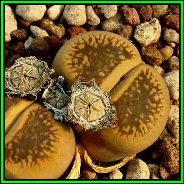 Lithops aucampiae aucamp. aucamp Storms Snowcap Seeds - Indigenous Succulent Mesemb - NEW
