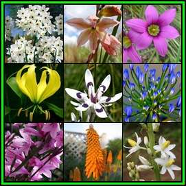Summer Flowering Indigenous Perennial Bulb Seed Collection 85 Seeds 10 Varieties - Sow Spring - New