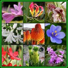 Summer Flowering Indigenous Perennial Bulb Seed Collection 85 Seeds 10 Varieties - Sow Spring - New