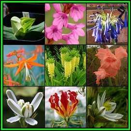 Summer Flowering Indigenous Perennial Bulb Seed Collection 85 Seeds 10 Varieties - Sow Spring - New