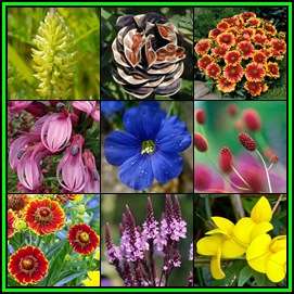 Summer Flowering Exotic Perennial Seed Collection 5500 Seeds 10 Varieties - Sow Spring - New