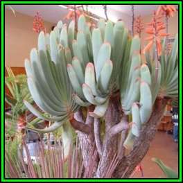 Aloe plicatilis - Fan Aloe - 10 Seed Pack - Indigenous Succulent - Worldwide Shipping - NEW