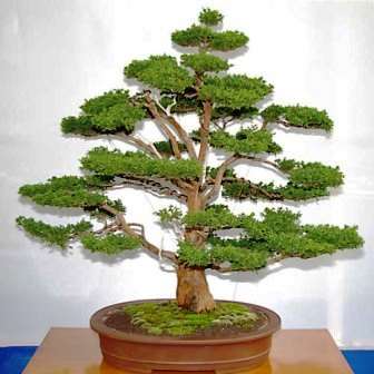 Cryptomeria japonica Bonsai Seeds - Sacred Japanese Red Cedar