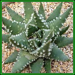 Haworthia maxima - 50 BULK Seed Pack - Indigenous Endemic Succulent - Flat Ship Rate - NEW