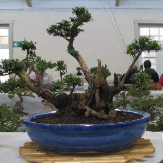 1 European Olive - Olea europaea ssp. africana - Bonsai Tree Seeds + FREE Bonsai e-Book - Indigenous