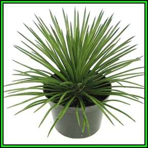 Agave geminiflora - 10 Seed Pack - Exotic Succulent - Worldwide Shipping, NEW