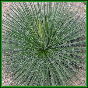 Agave geminiflora Seeds - Exotic Succulent - Worldwide Shipping, NEW