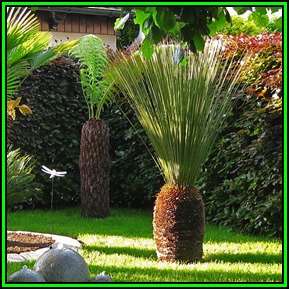 Dasylirion texanum - Texan Sotol Seeds - Exotic Succulent from Mexico & Texas- New