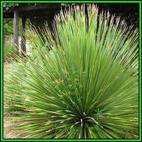 Dasylirion texanum - Texan Sotol 10 Seed Pack - Exotic Succulent from Mexico & Texas- New