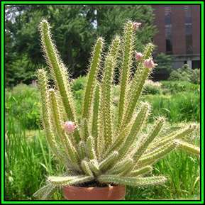 Lepismium ianthothele - 15 Seed Pack - Exotic Cactus Succulent -Combined Global Shipping- NEW