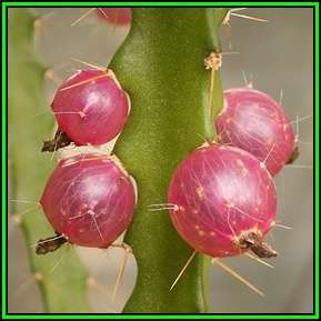 Lepismium ianthothele Seeds - Exotic Cactus Succulent -Combined Global Shipping- NEW