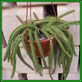 Lepismium ianthothele - 5 Seed Pack - Exotic Cactus Succulent -Combined Global Shipping- NEW