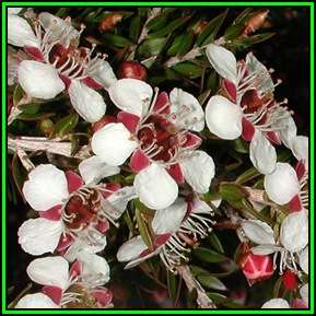 Leptospermum novae-angliae - 10 Seed Pack - New England Tea Tree - Exotic Flowering Shrub - New