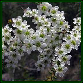 Leptospermum novae-angliae Seeds - New England Tea Tree - Exotic Flowering Shrub - New