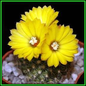Parodia formosa - 30 Seed Pack - Verified Seller - Exotic Succulent Cactus - NEW