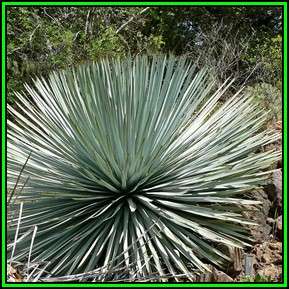 Yucca whipplei ssp. eremica - 5 Seed Pack - Exotic Succulent Shrub - Flat Ship Rate - NEW