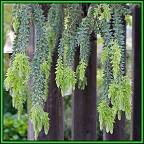 Acacia vestita - Hairy Wattle - 10 Seed Pack - Flat Ship Rate - Exotic Tree - NEW
