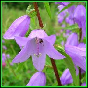 Adenophora liliifolia - Lilyleaf Ladybells - 10 Seed Pack - Exotic Perennial -Global Shipping- New
