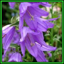 Adenophora liliifolia - Lilyleaf Ladybells Seeds - Exotic Perennial -Global Shipping- New