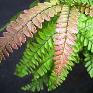 Adiantum hispidulum - Rough Maidenhair Fern - 15 Spore Pack - Exotic Fern - Flat Ship Rate - New