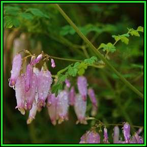 Adlumia fungosa - Climbing Fumitory - 10 Seed Pack - Exotic Biennial Climber Vine - New
