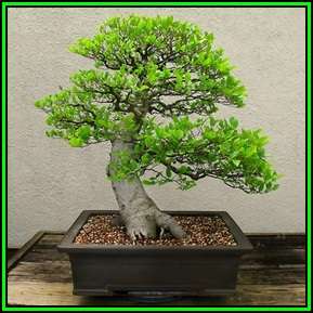 5 Celtis sinensis or Chinese Hackberry Seeds + Free Bonsai eBook + Free Seeds with ALL Orders
