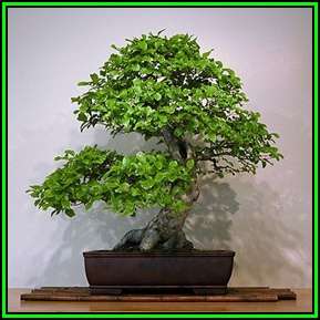 Celtis sinensis or Chinese Hackberry Seeds + Free Bonsai eBook + Free Seeds with ALL Orders