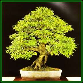 10 Celtis sinensis or Chinese Hackberry Seeds + Free Bonsai eBook + Free Seeds with ALL Orders