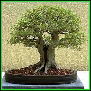 Celtis sinensis or Chinese Hackberry Seeds + Free Bonsai eBook + Free Seeds with ALL Orders
