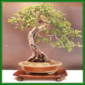 10 Carob - Ceratonia siliqua Bonsai Tree Seeds - Chocolate Substitute - Edible