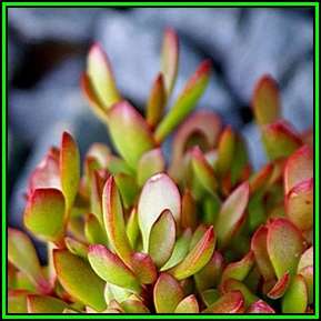 Crassula atropurpurea Seeds - Indigenous South African Succulent Seeds for Sale in South Africa