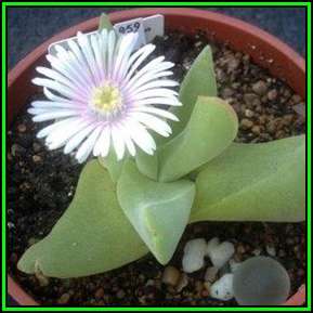 10 Gibbaeum velutinum Seeds - Indigenous South African Mesemb Succulent - Flat Ship Rate
