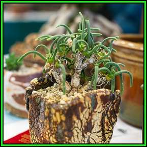 10 Monilaria pisiformis Seeds - Indigenous Succulents - Natural Bonsai Seeds from South Africa