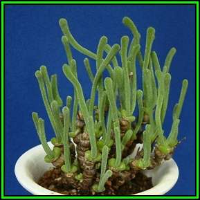 Monilaria pisiformis Seeds - Indigenous Succulents - Natural Bonsai - Indigenous South African Seeds