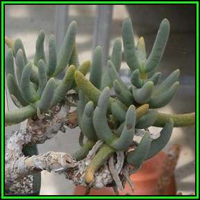 Namaquanthus vanheerdei Seeds - Indigenous South African Mesemb Succulent Seeds For Sale
