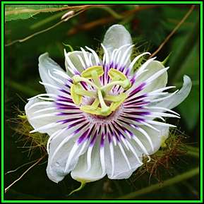Passiflora foetida Seeds - Bush Passion Fruit - Edible Fruit - Exotic Perennial Vine - New